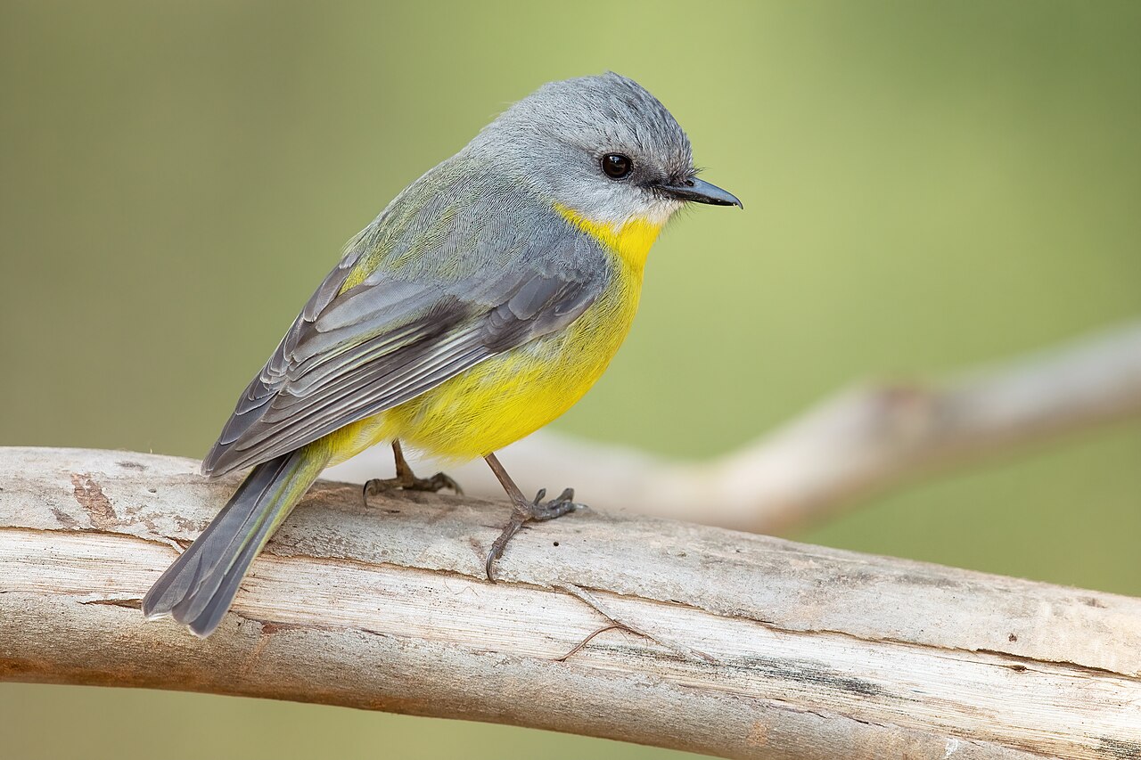 A single Eastern Yellow Robin perched on a branch, the kind of image a classifier labels by species