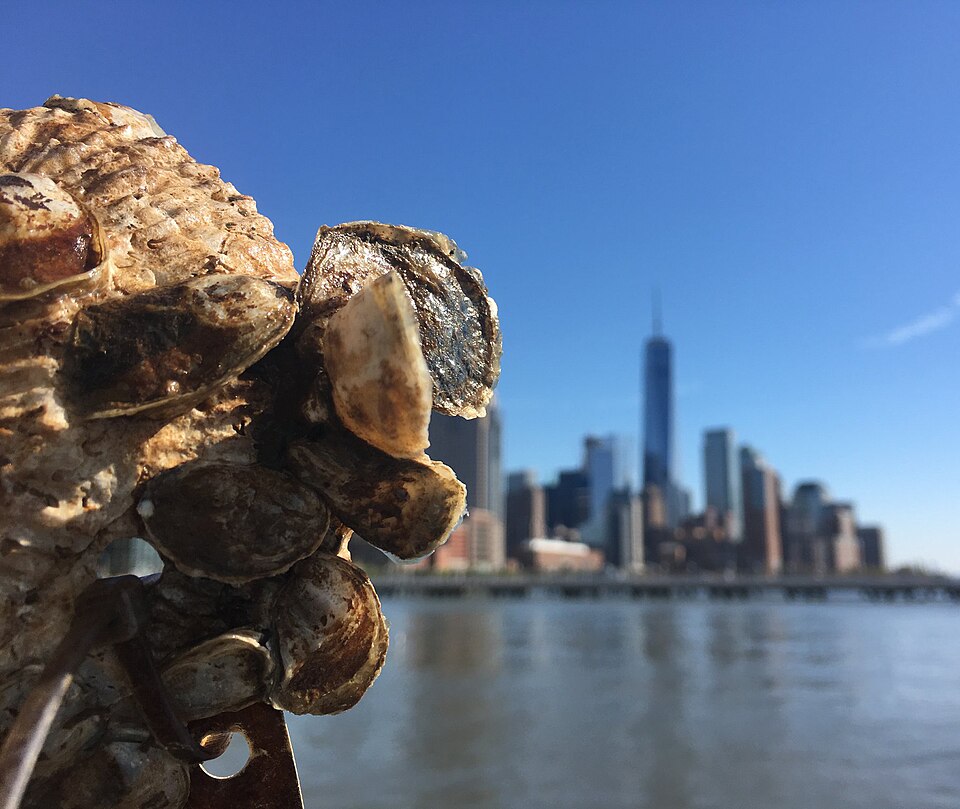 Oyster cluster in the foreground with the Lower Manhattan skyline across New York Harbor